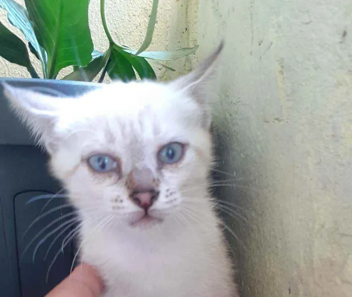 Gato raça Indefinida idade 2 a 6 meses nome Nina