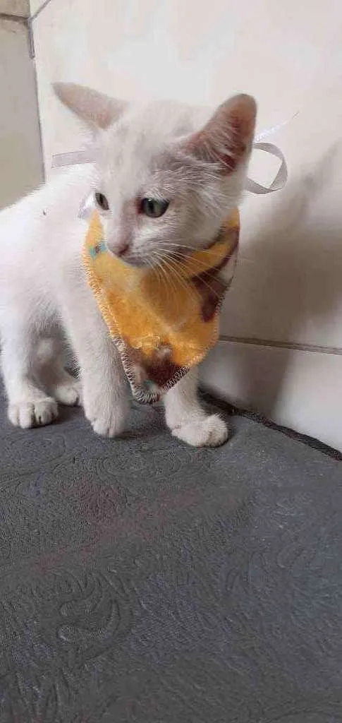 Gato ra a Indefinida idade 2 a 6 meses nome Branquinho