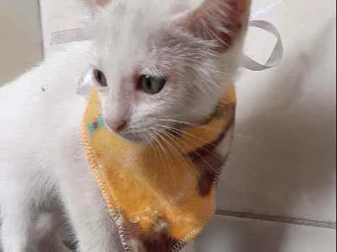 Gato ra a Indefinida idade 2 a 6 meses nome Branquinho