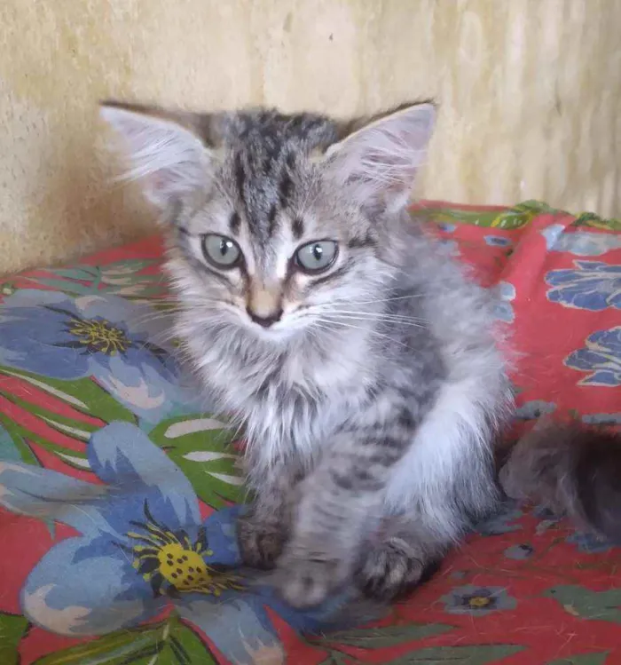 Gato ra a Srd idade Abaixo de 2 meses nome Aika