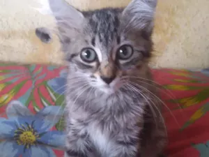 Gato raça Srd idade Abaixo de 2 meses nome Mimi