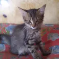 Gigi