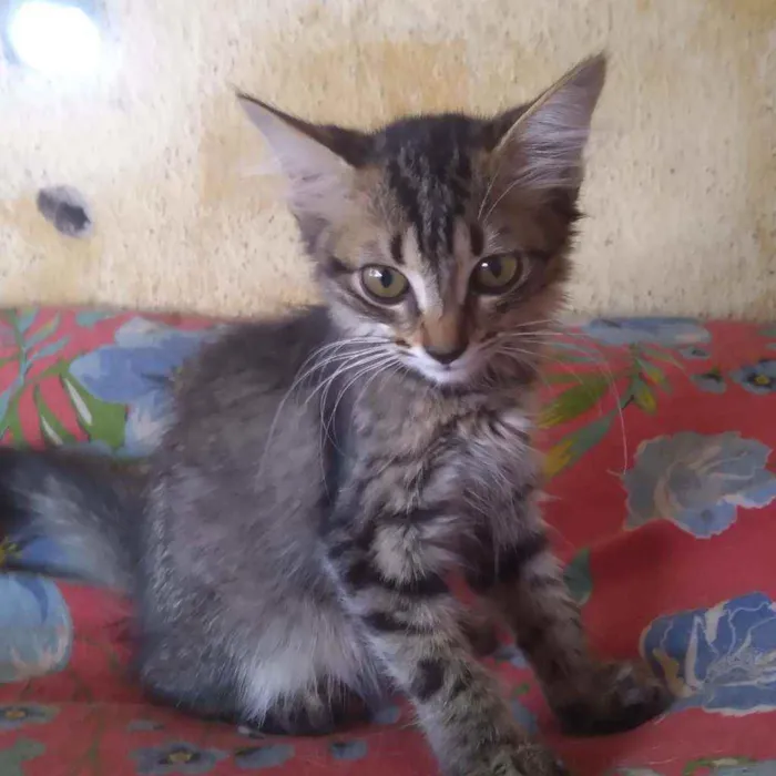 Gato ra a Srd idade Abaixo de 2 meses nome Gigi