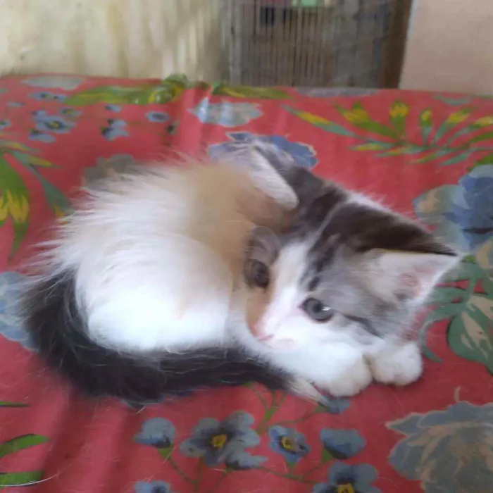Gato ra a Srd idade Abaixo de 2 meses nome Tico