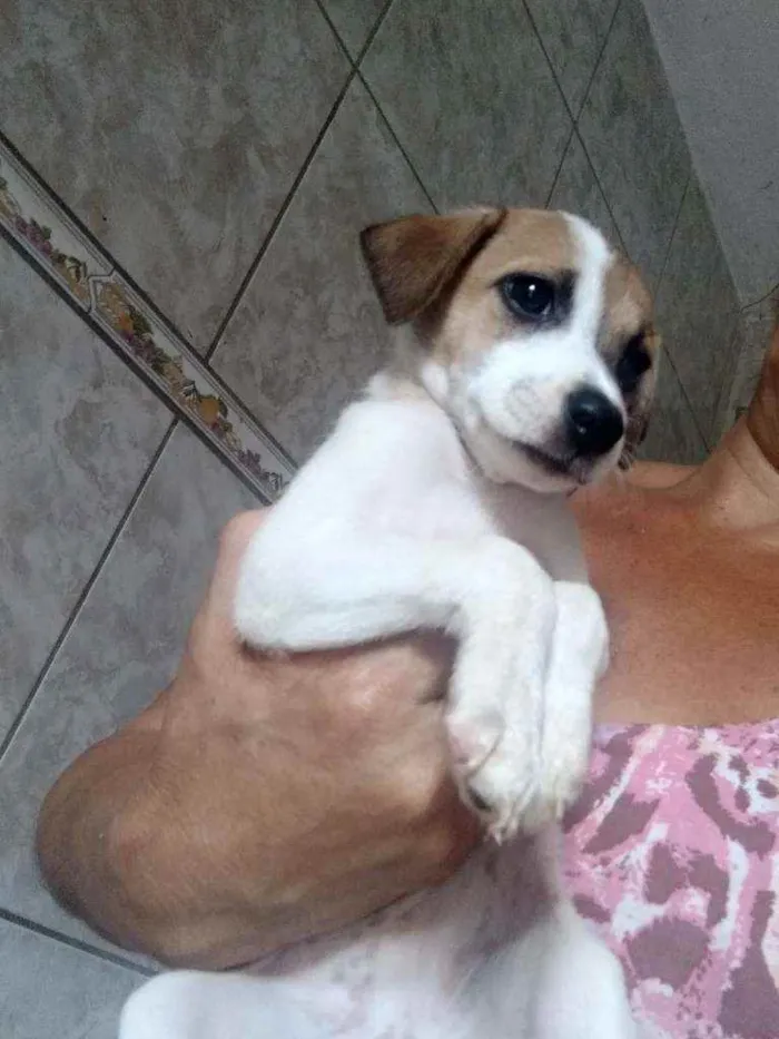 Cachorro ra a Srd idade  nome Tieta
