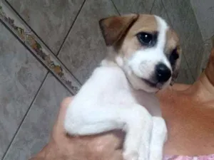 Cachorro raça Srd idade  nome Tieta