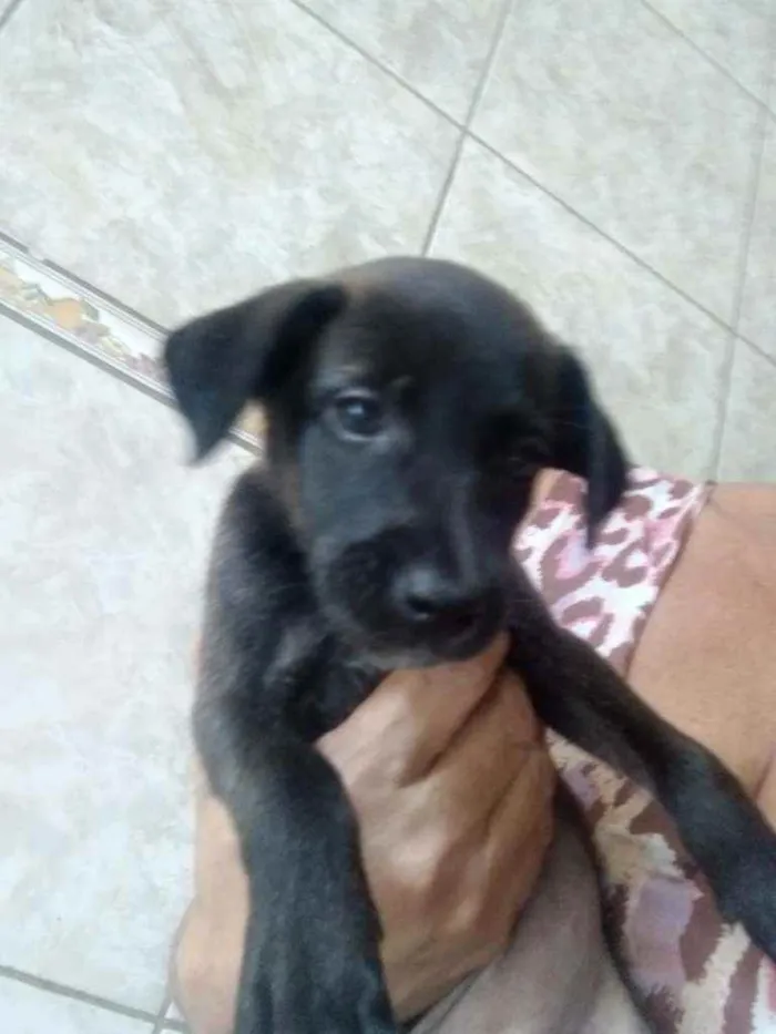 Cachorro ra a Srd idade Abaixo de 2 meses nome Poly