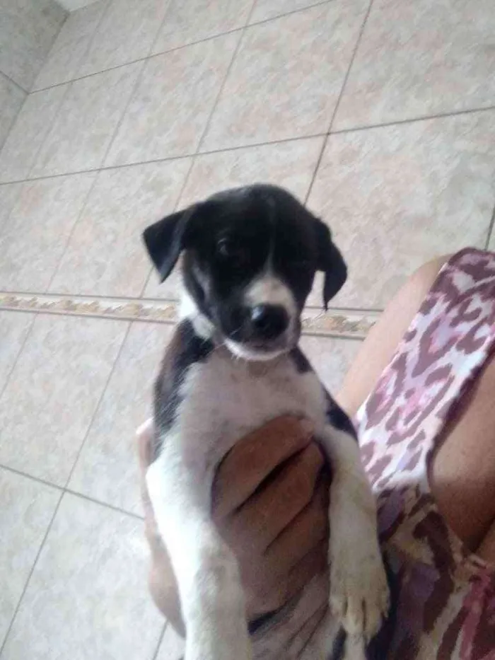 Cachorro ra a Srd idade Abaixo de 2 meses nome Suzy