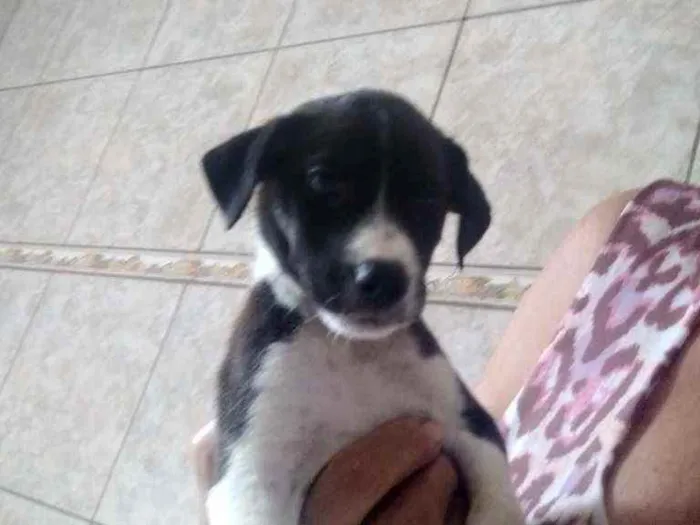 Cachorro ra a Srd idade Abaixo de 2 meses nome Suzy