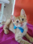 Leon