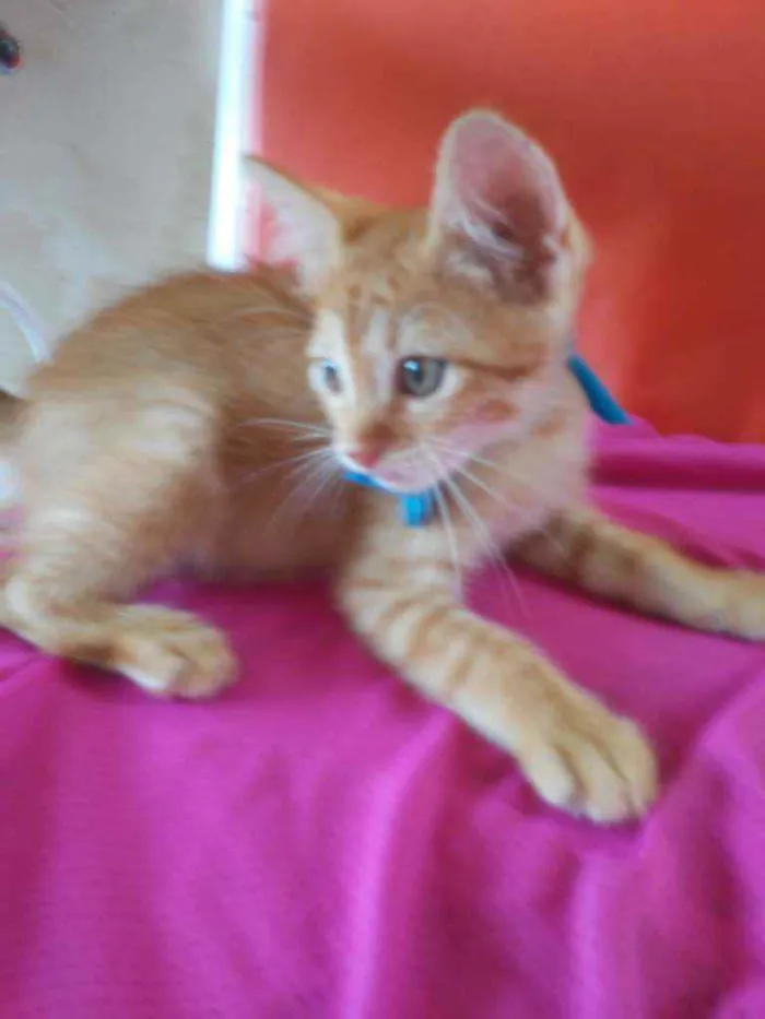Gato ra a Diferente idade 2 a 6 meses nome Leon
