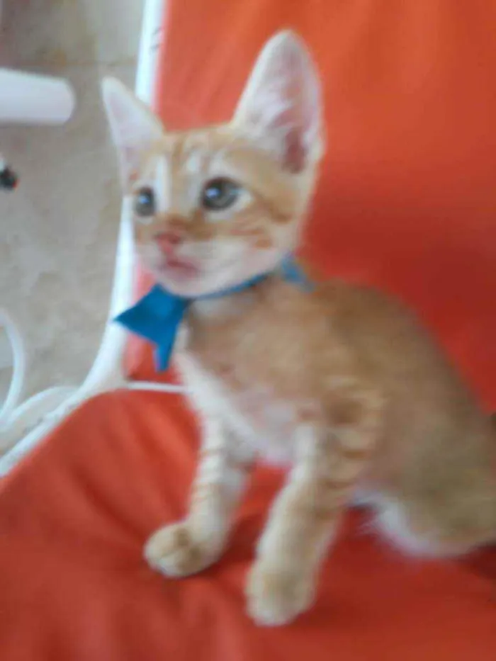 Gato ra a Diferente idade 2 a 6 meses nome Leon