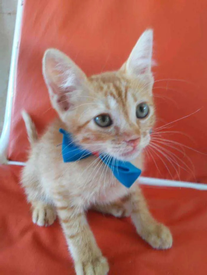 Gato ra a Diferente idade 2 a 6 meses nome Leon