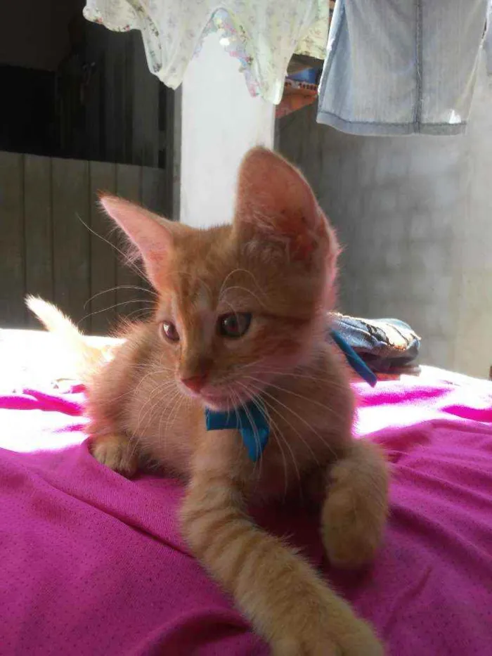 Gato ra a Diferente idade 2 a 6 meses nome Leon