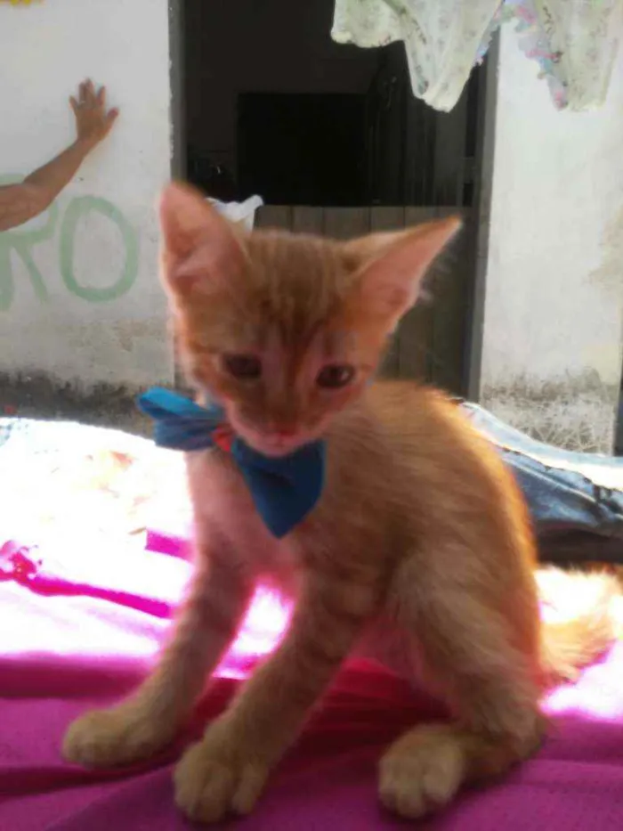 Gato ra a Diferente idade 2 a 6 meses nome Leon