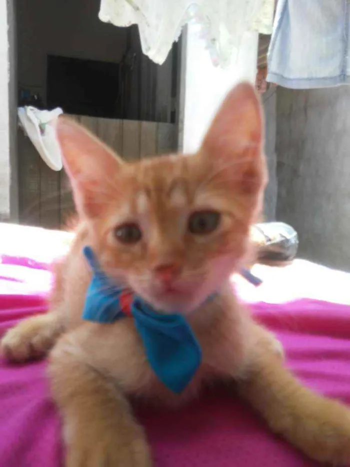 Gato ra a Diferente idade 2 a 6 meses nome Leon