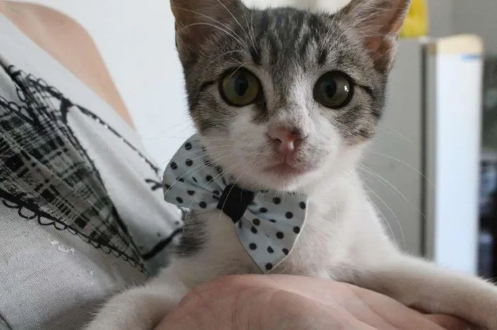 Gato raça SRD-ViraLata idade 2 a 6 meses nome Mian Mian