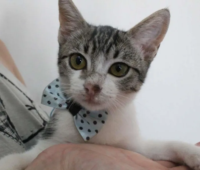 Gato raça SRD-ViraLata idade 2 a 6 meses nome Mian Mian