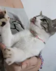 Mian Mian