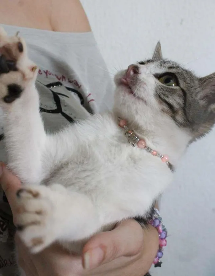Gato raça SRD-ViraLata idade 2 a 6 meses nome Mian Mian
