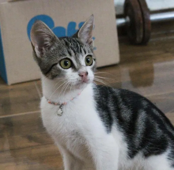 Gato raça SRD-ViraLata idade 2 a 6 meses nome Mian Mian