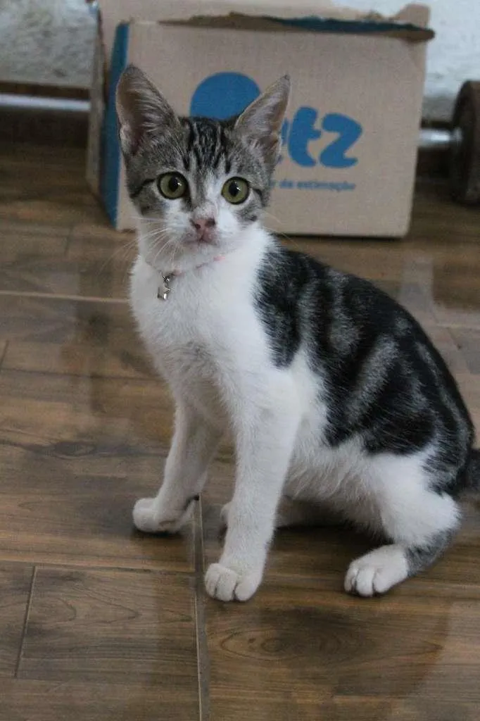 Gato raça SRD-ViraLata idade 2 a 6 meses nome Mian Mian