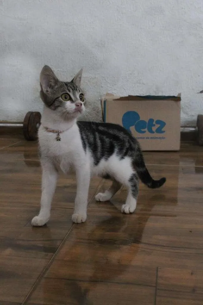 Gato raça SRD-ViraLata idade 2 a 6 meses nome Mian Mian