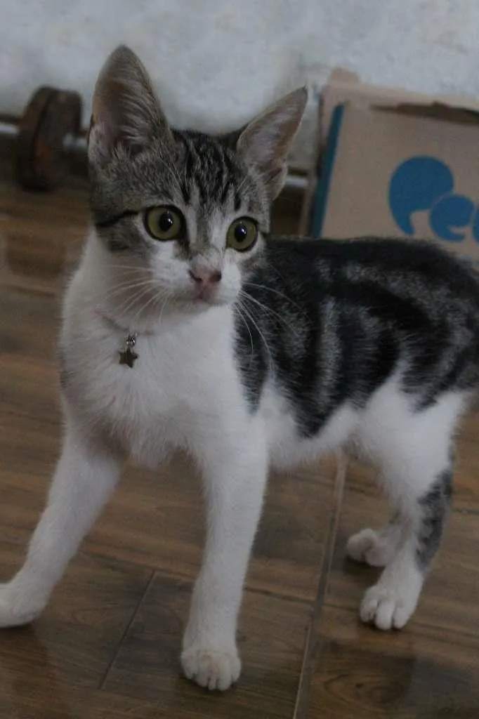 Gato raça SRD-ViraLata idade 2 a 6 meses nome Mian Mian