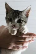 Mian Mian