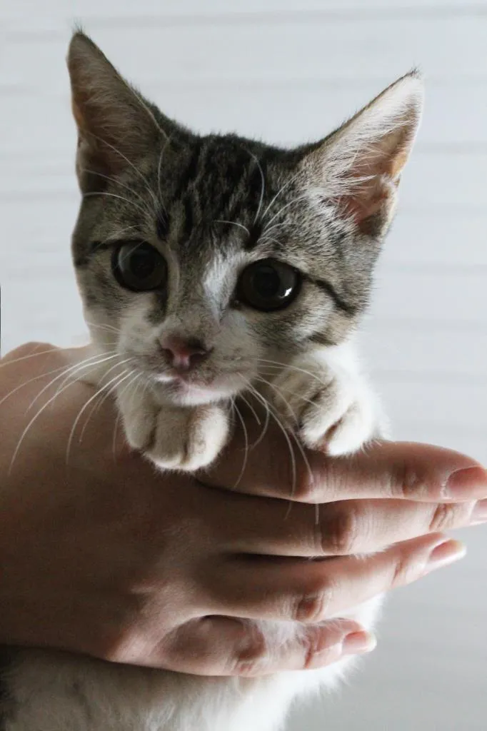 Gato raça SRD-ViraLata idade 2 a 6 meses nome Mian Mian