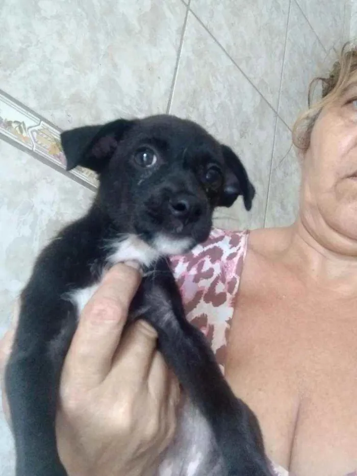 Cachorro ra a Srd idade Abaixo de 2 meses nome Luna