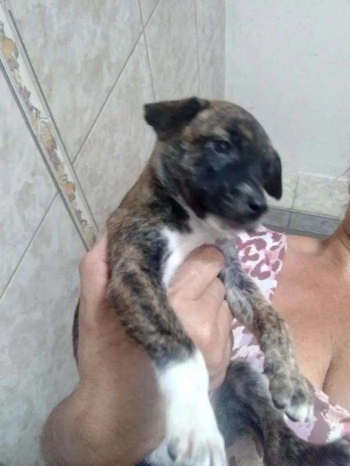 Cachorro ra a Srd idade Abaixo de 2 meses nome Doly