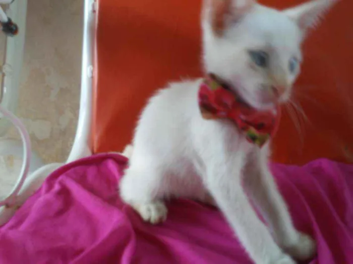 Gato ra a Comum idade 2 a 6 meses nome Lili