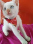Lili