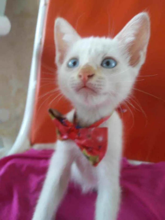 Gato ra a Comum idade 2 a 6 meses nome Lili