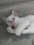 Lili