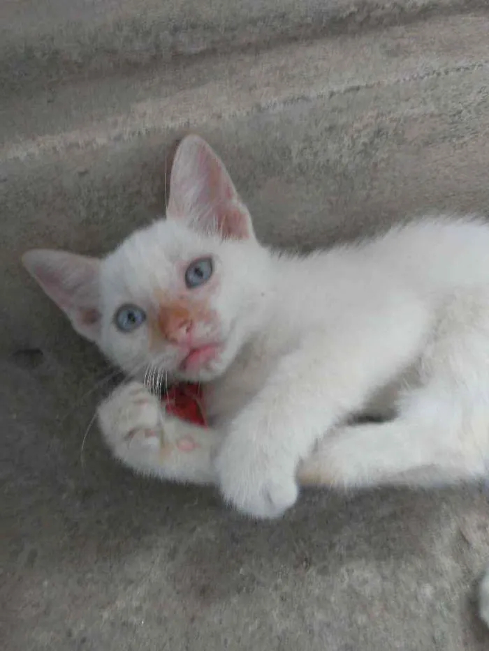 Gato ra a Comum idade 2 a 6 meses nome Lili