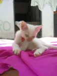 Lili