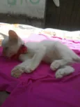 Lili