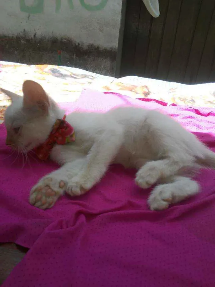 Gato ra a Comum idade 2 a 6 meses nome Lili