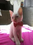 Lili