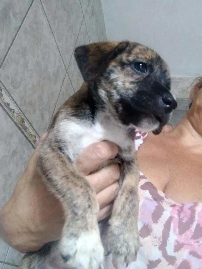 Cachorro ra a Srd idade Abaixo de 2 meses nome Nina