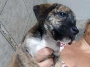 Cachorro raça Srd idade Abaixo de 2 meses nome Nina