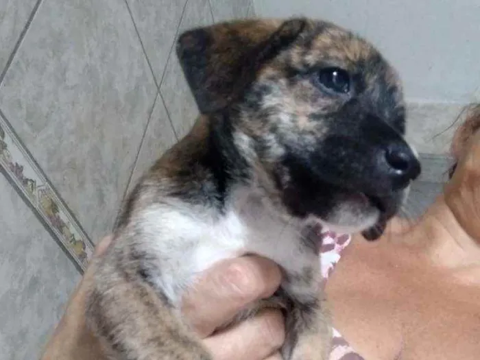 Cachorro ra a Srd idade Abaixo de 2 meses nome Nina