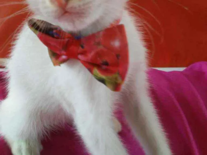 Gato ra a Comum idade 2 a 6 meses nome Lili
