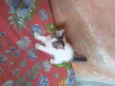 Tico