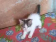 Tico
