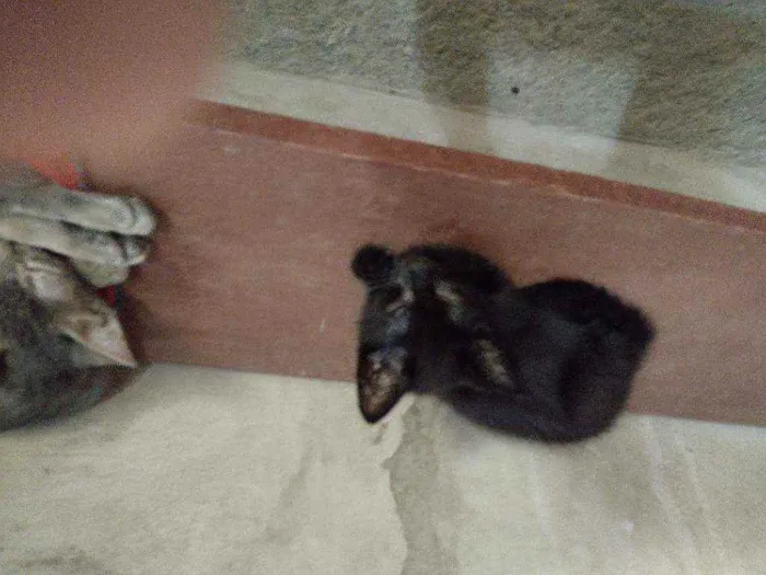 Gato ra a Indefinida idade 2 a 6 meses nome 2machinhos pretos
