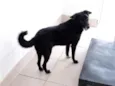 Cachorro raça Vira lata idade 6 ou mais anos nome Barlog