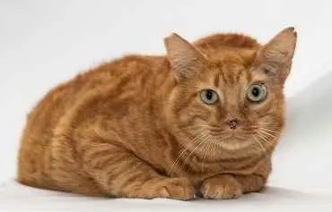 Gato raça Mestiça abissimo idade 6 ou mais anos nome Mano 